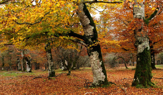 686882 (a): :2050x1200